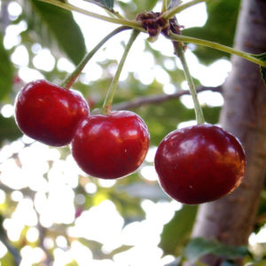 tart cherries for pain relief